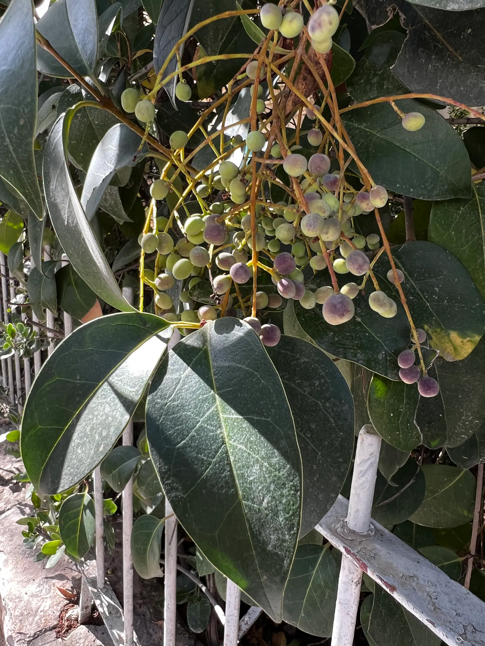 Glossy Privet (Ligustrum Lucidum) — reaching up to 40 feet tall with a spread of 25 feet; thriving in a wide range of soil conditions and tolerant of various