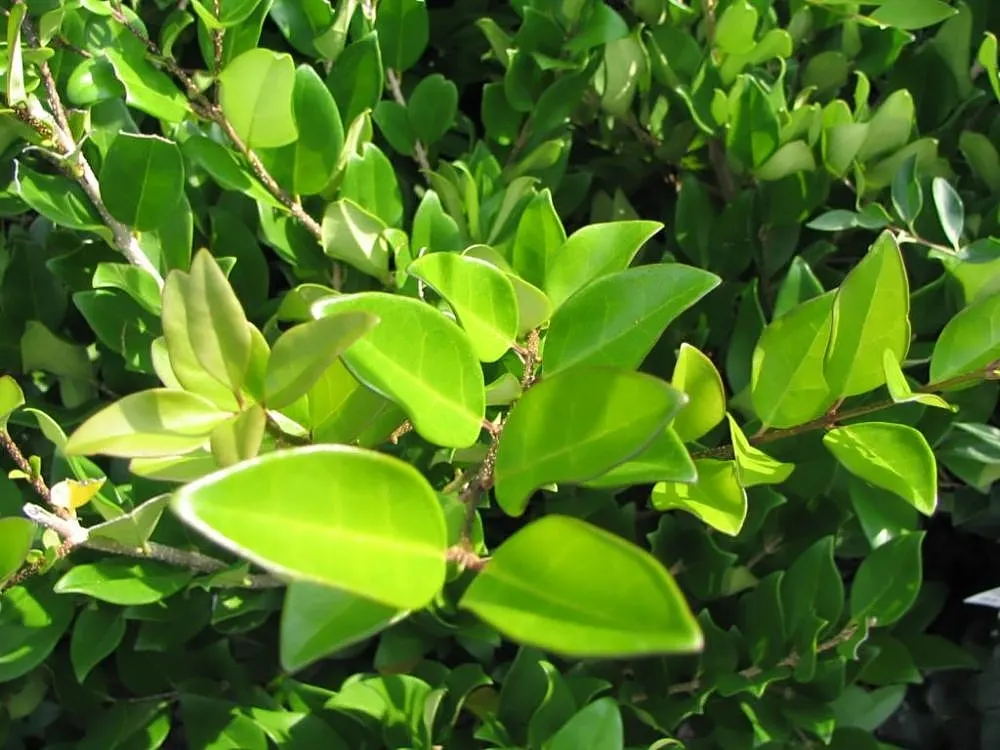 Glossy Privet (Ligustrum Lucidum) — It exhibits white, fragrant flower clusters in summer, followed by small, black berries