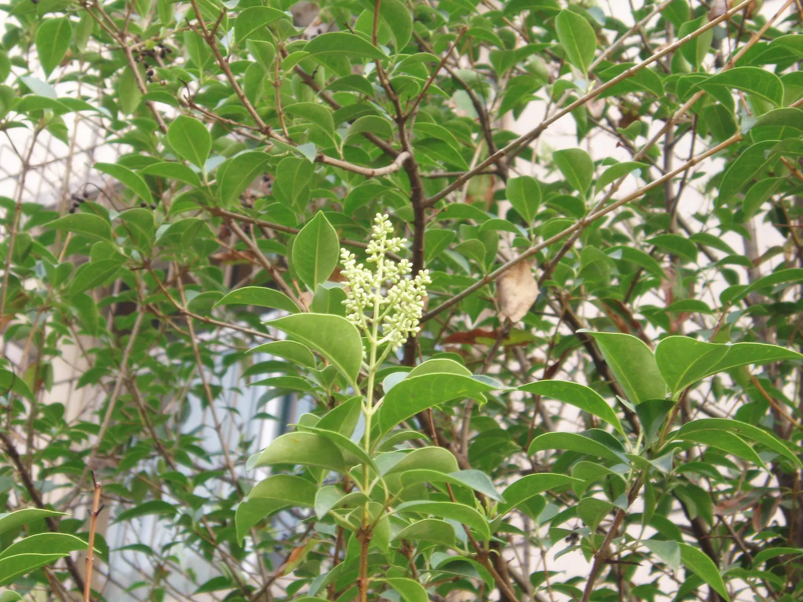 Glossy Privet (Ligustrum Lucidum) — Prune regularly to maintain size and shape; which are highly attractive to birds and various wildlife