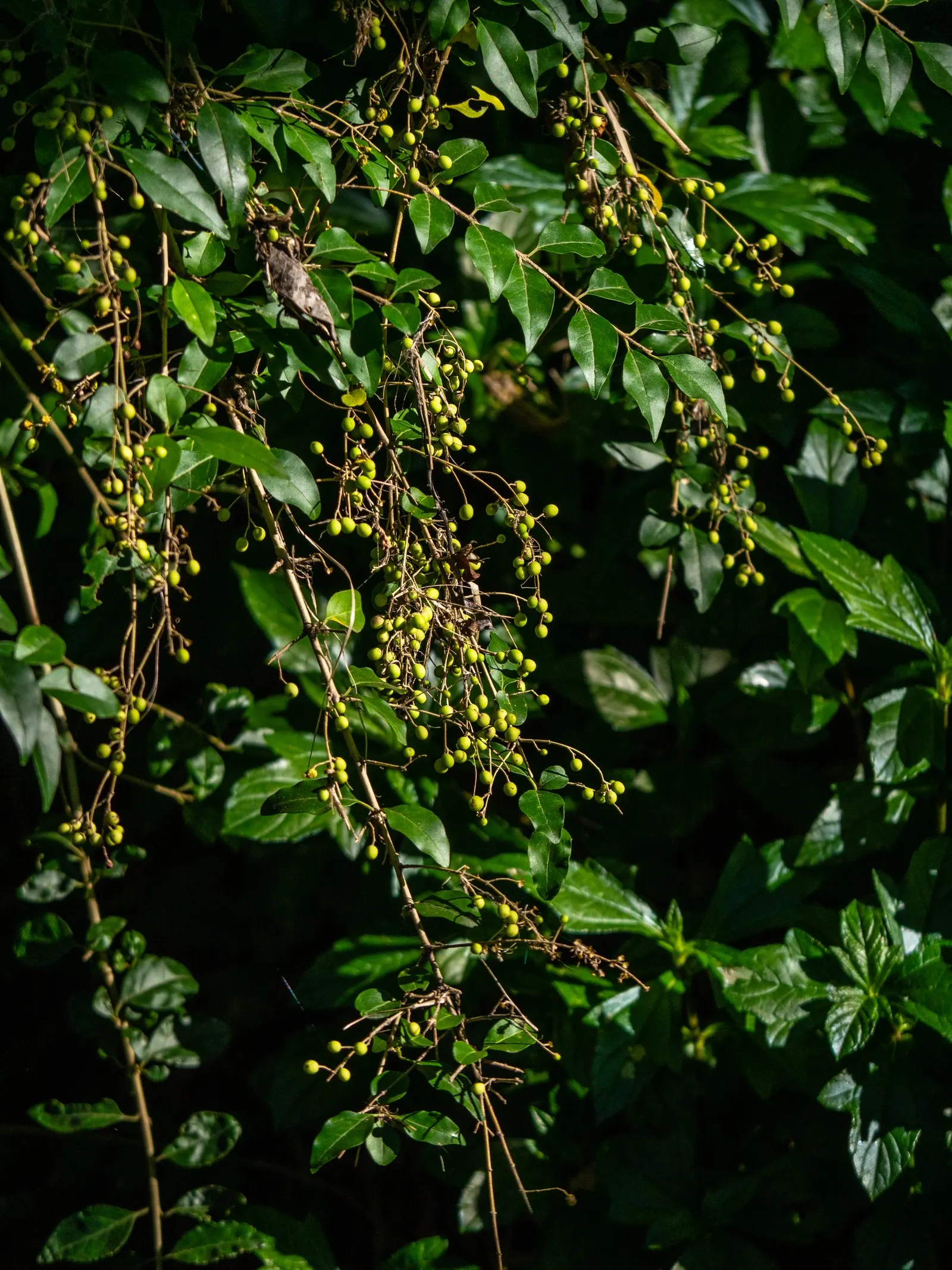 Glossy Privet (Ligustrum Lucidum) — making it a flexible choice for different areas within a landscape