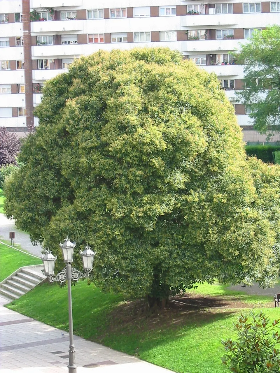 Glossy Privet (Ligustrum Lucidum) — scientifically referred to as Ligustrum lucidum; or even as part of a mixed shrub border