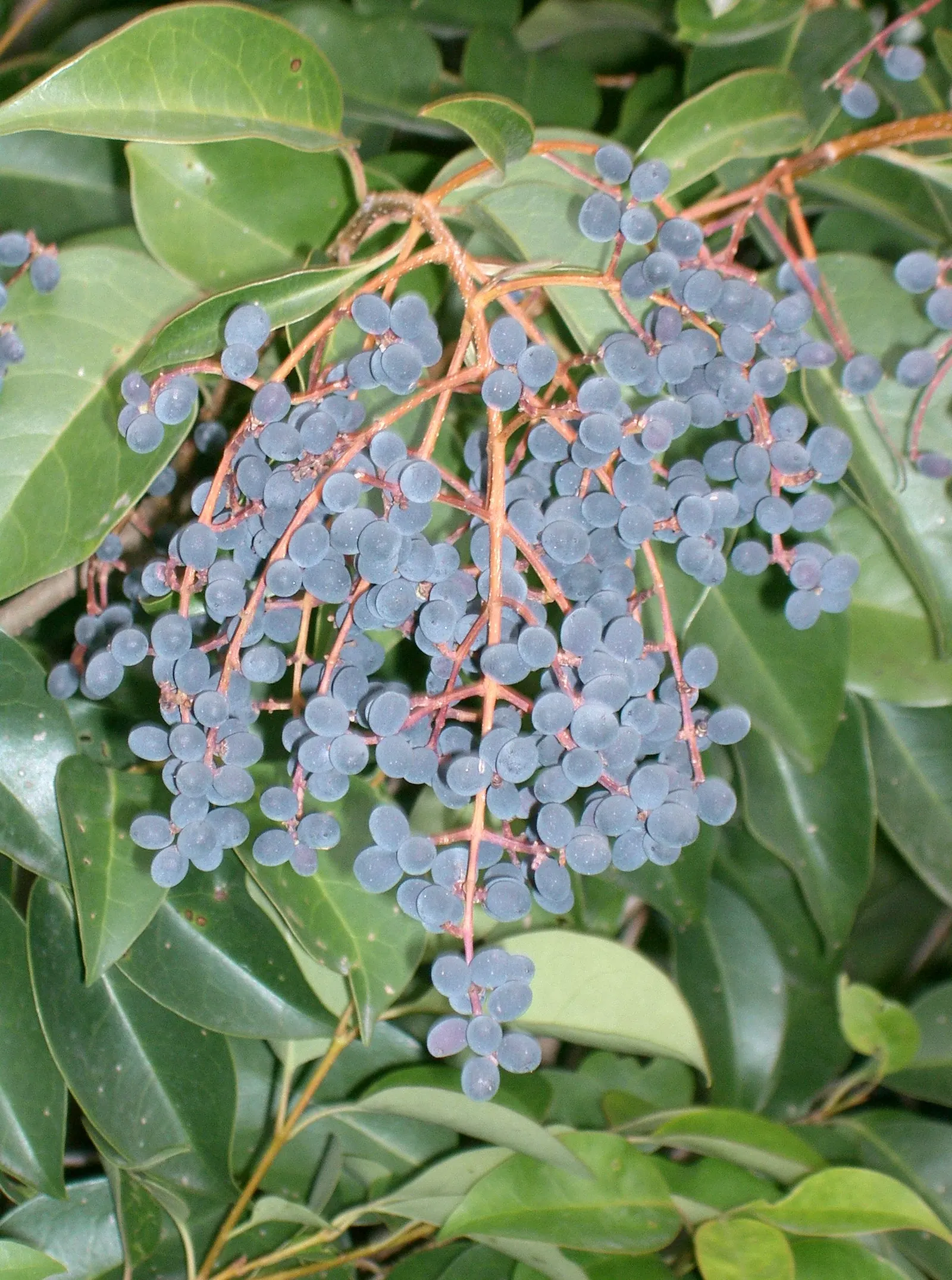 Glossy Privet (Ligustrum Lucidum) — Originating from China and Korea
