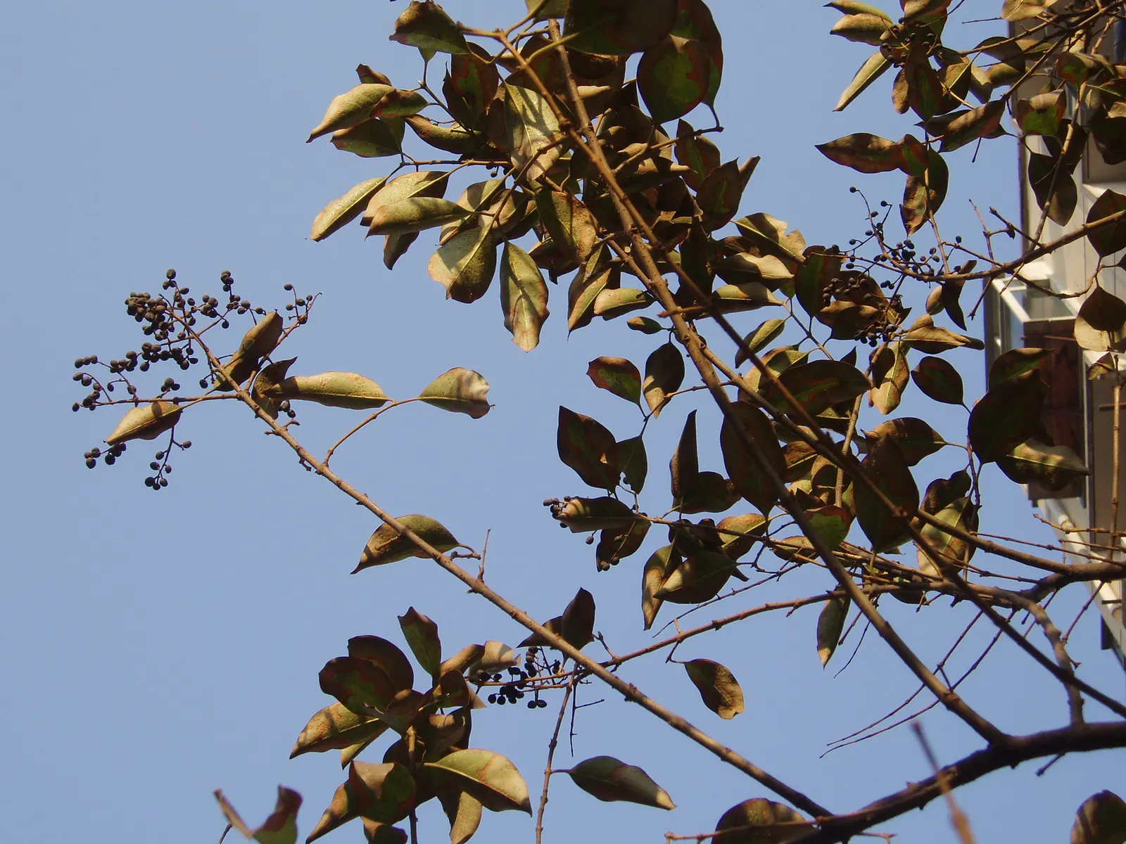 Glossy Privet (Ligustrum Lucidum) — USDA hardiness zones 8-10