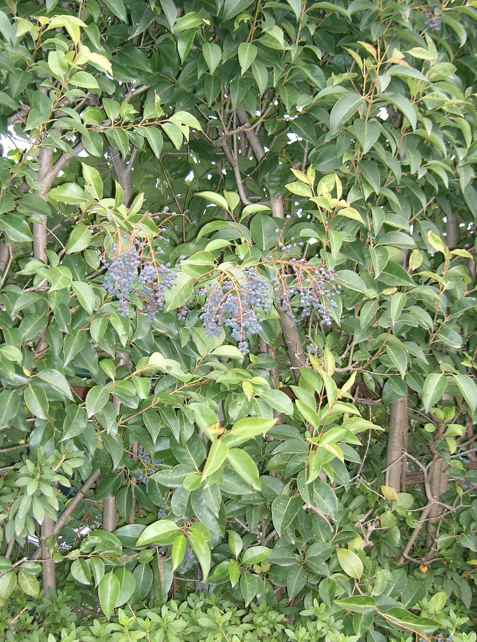 Glossy Privet (Ligustrum Lucidum) — yet stately option for their landscape