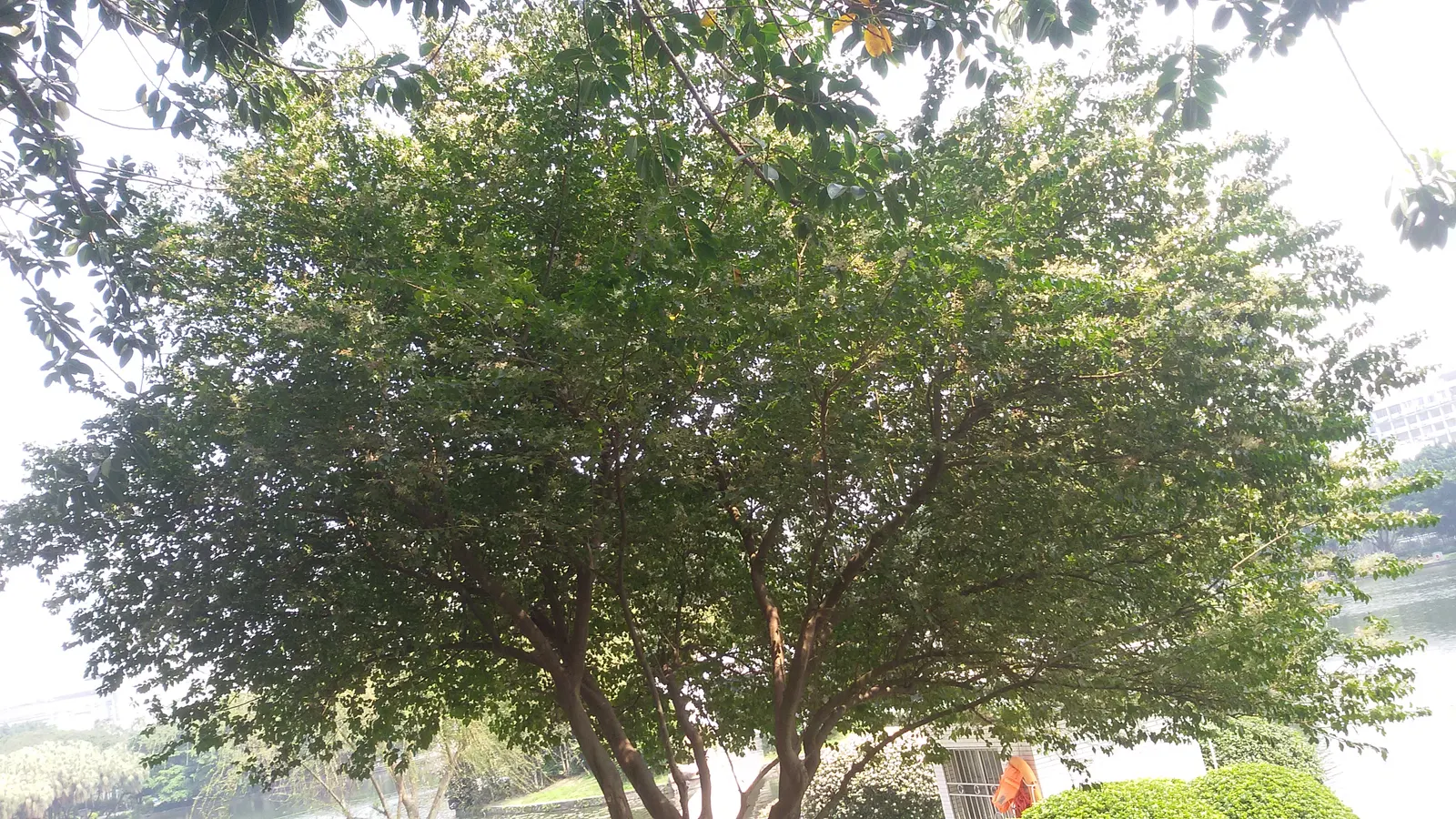 Glossy Privet (Ligustrum Lucidum) — creating a commanding presence in any garden design.<br><br>Characterized by its rich
