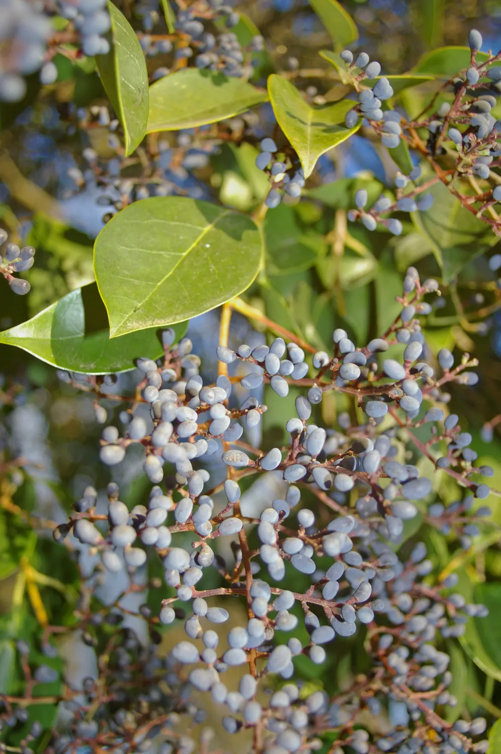 Glossy Privet (Ligustrum Lucidum) — Its rapid growth rate and ease of pruning make it an asset for those seeking a low-maintenance