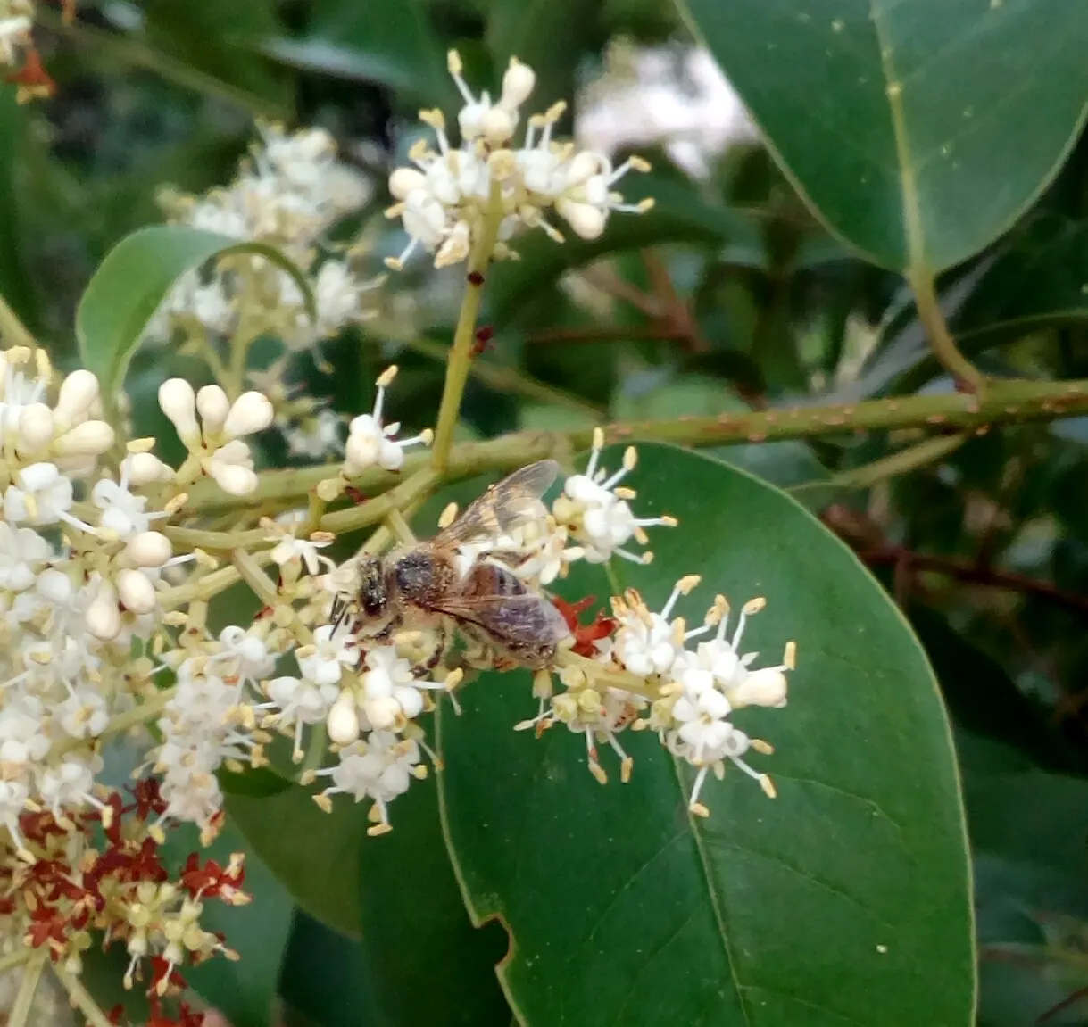 Glossy Privet (Ligustrum Lucidum) — thriving in a wide range of soil conditions and tolerant of various pH levels