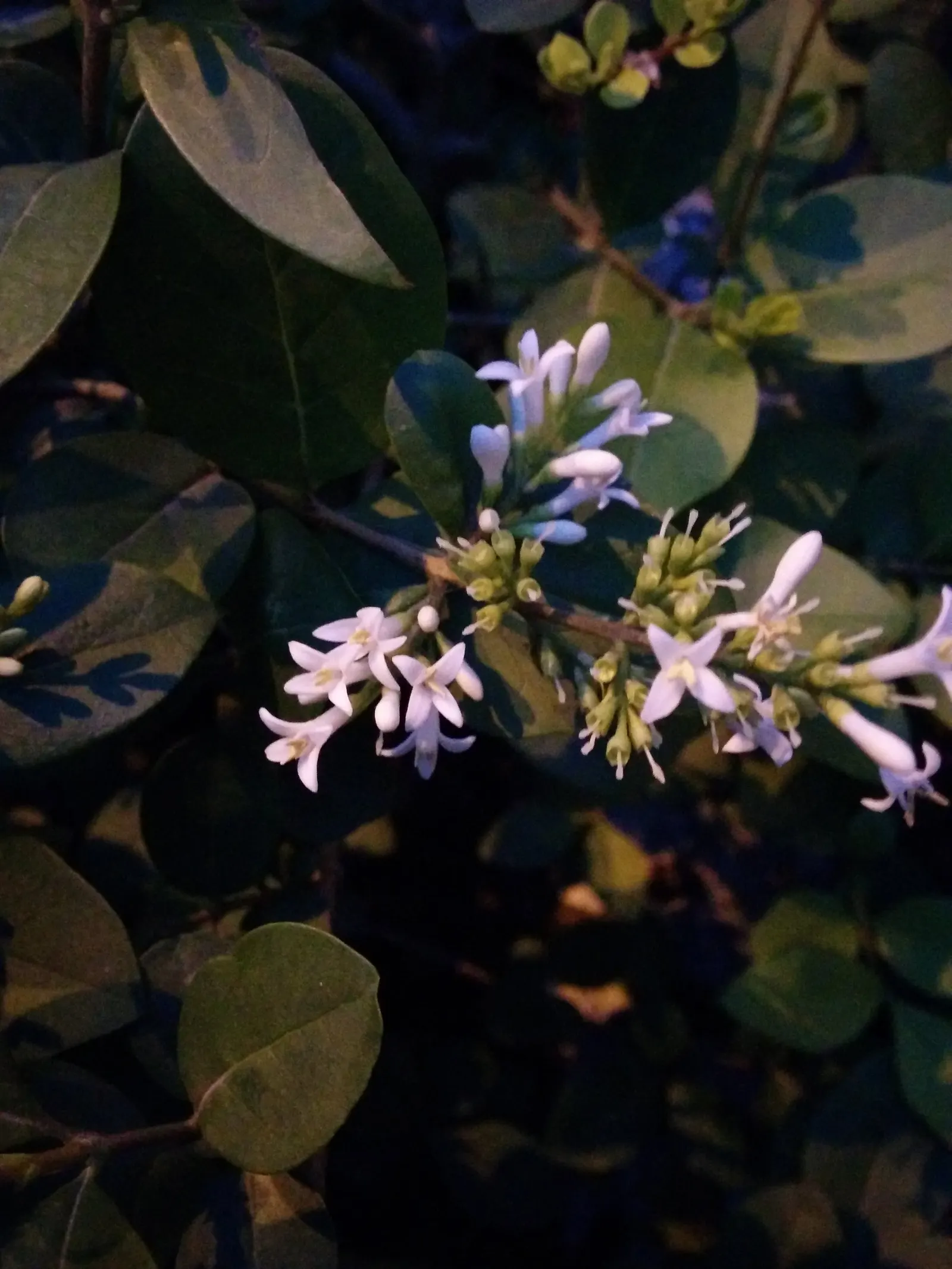 Glossy Privet (Ligustrum Lucidum) — scientifically referred to as Ligustrum lucidum