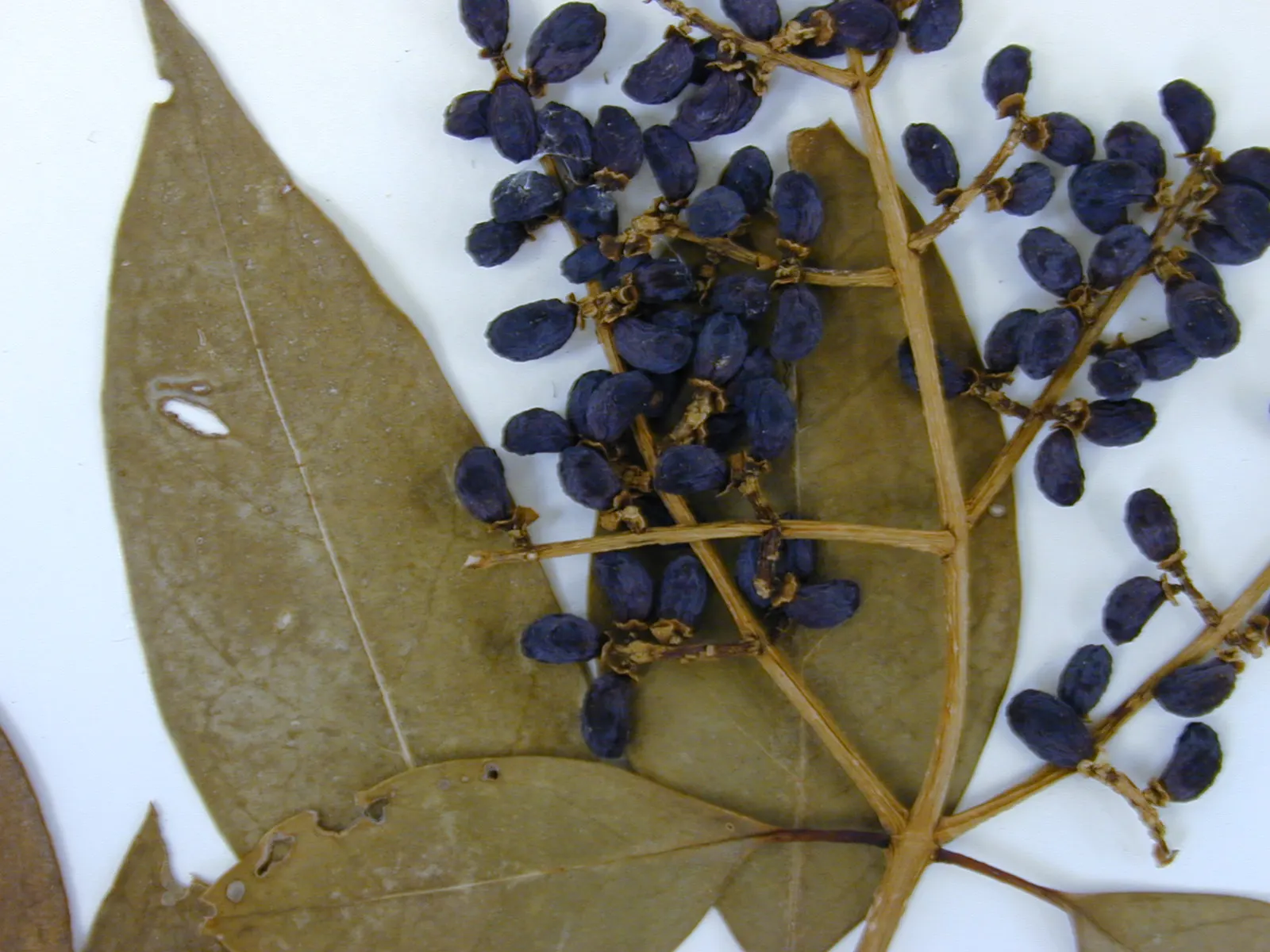 Glossy Privet (Ligustrum Lucidum) — leathery leaves and versatile growth; fast-growing tree can reach impressive heights ranging from 25 to 40 feet