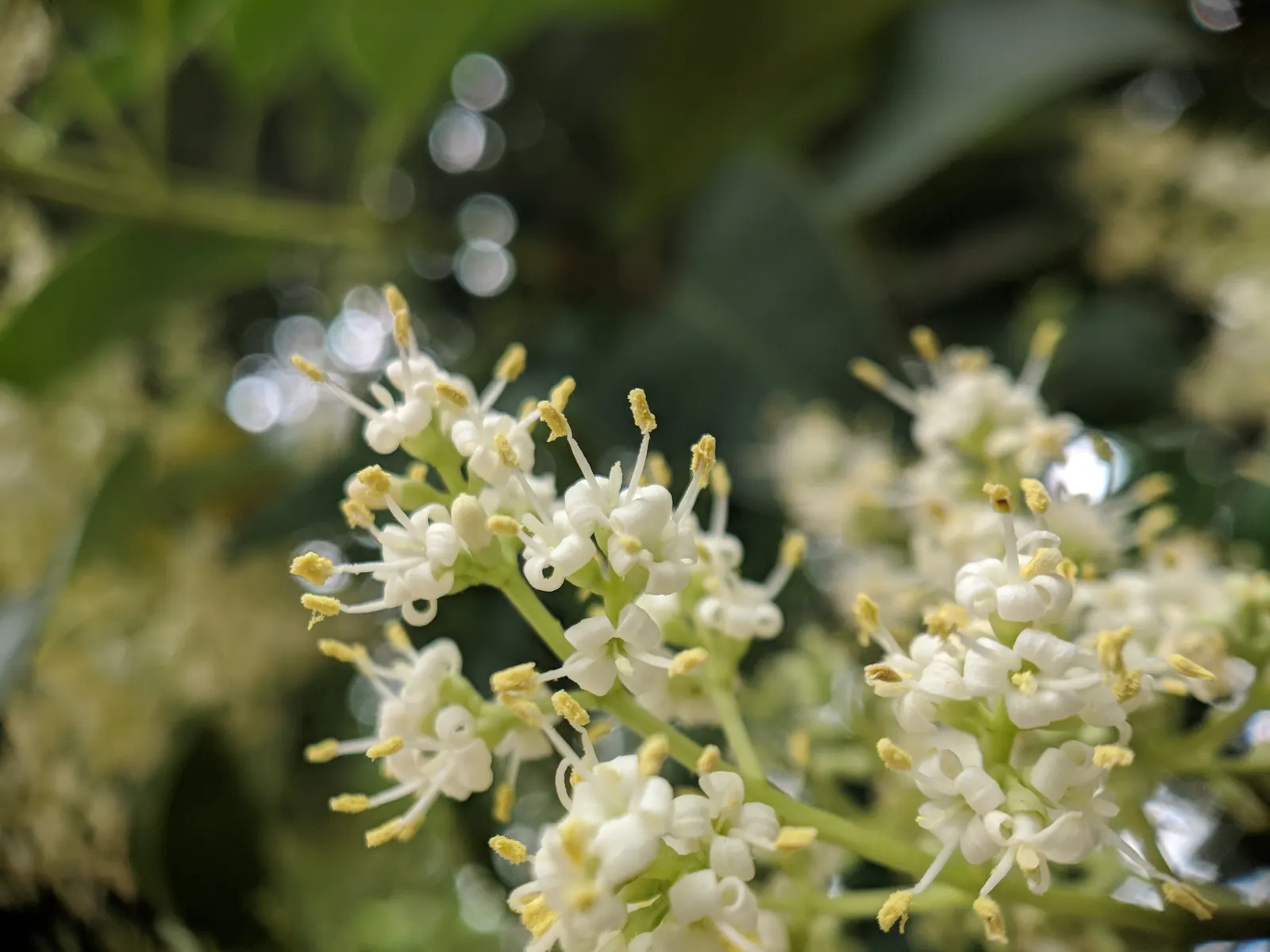 Glossy Privet (Ligustrum Lucidum) — with a spread of about 15 to 25 feet