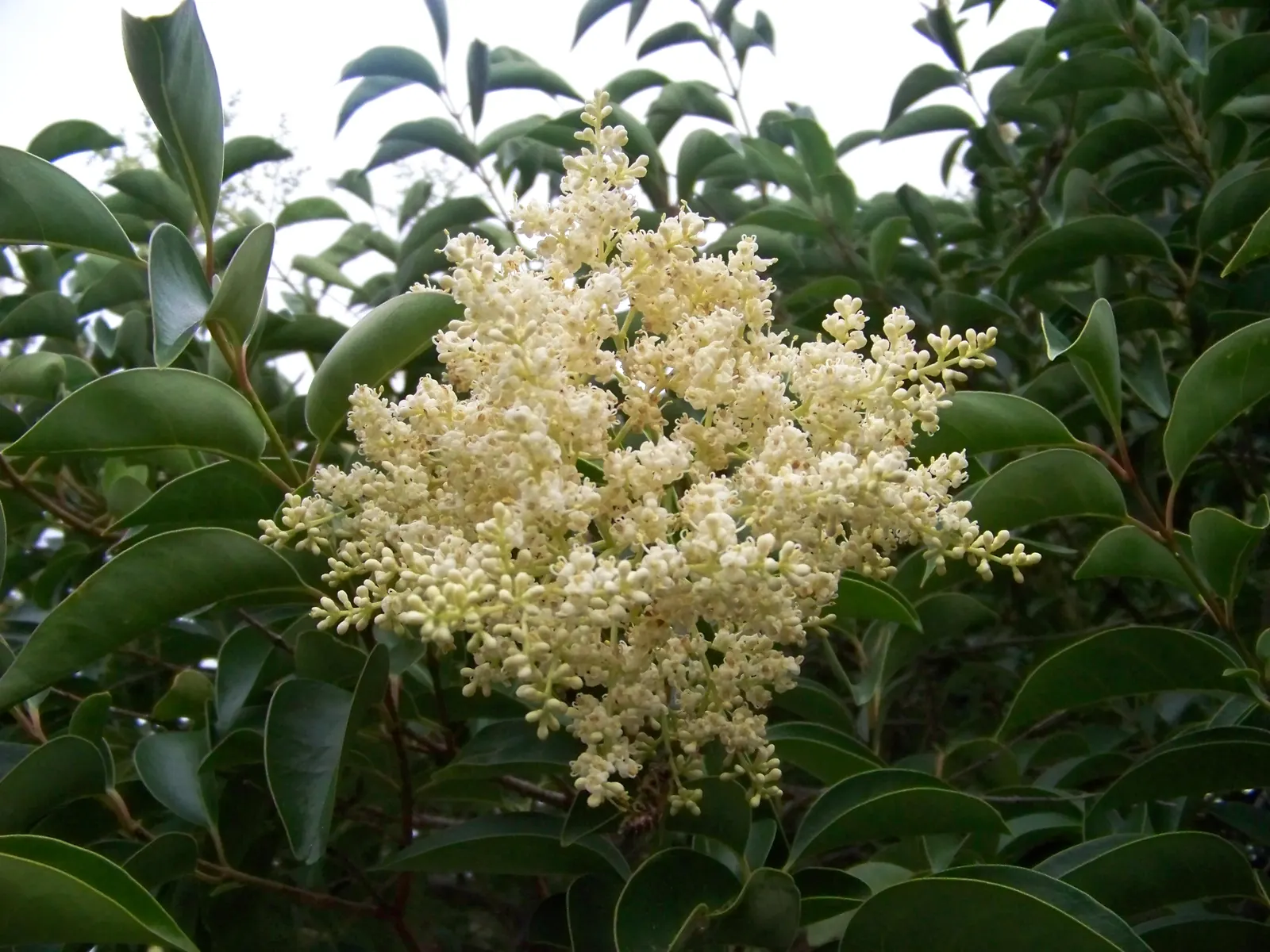 Glossy Privet (Ligustrum Lucidum) — fast-growing tree can reach impressive heights ranging from 25 to 40 feet