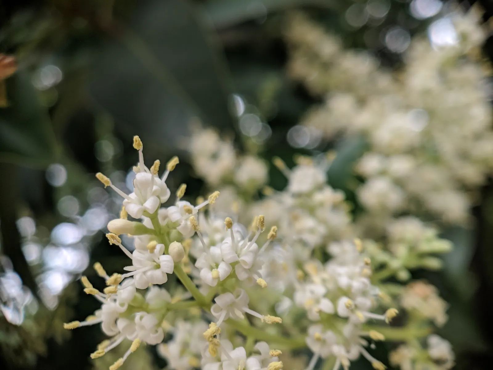 Glossy Privet (Ligustrum Lucidum) — the Ligustrum lucidum offers continuous visual interest