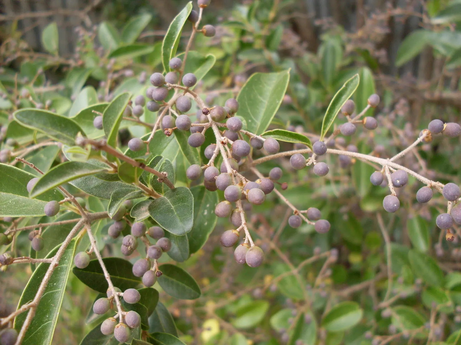Glossy Privet (Ligustrum Lucidum) — oblong leaves that maintain their verdure throughout the year
