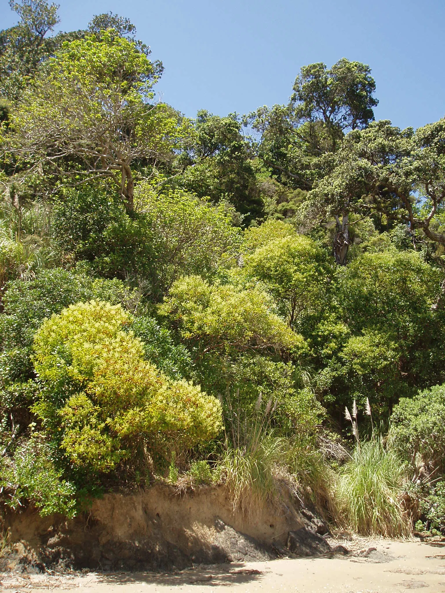Glossy Privet (Ligustrum Lucidum) — The Glossy Privet (Ligustrum lucidum) is an evergreen tree