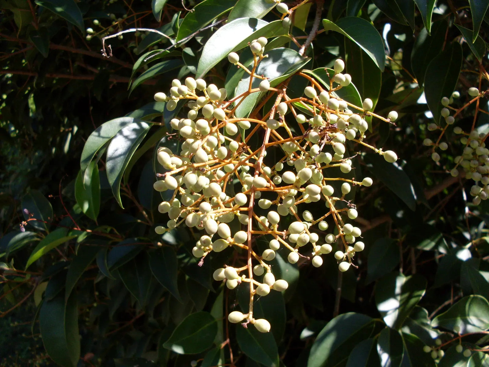 Glossy Privet (Ligustrum Lucidum) — Prune regularly to maintain size and shape
