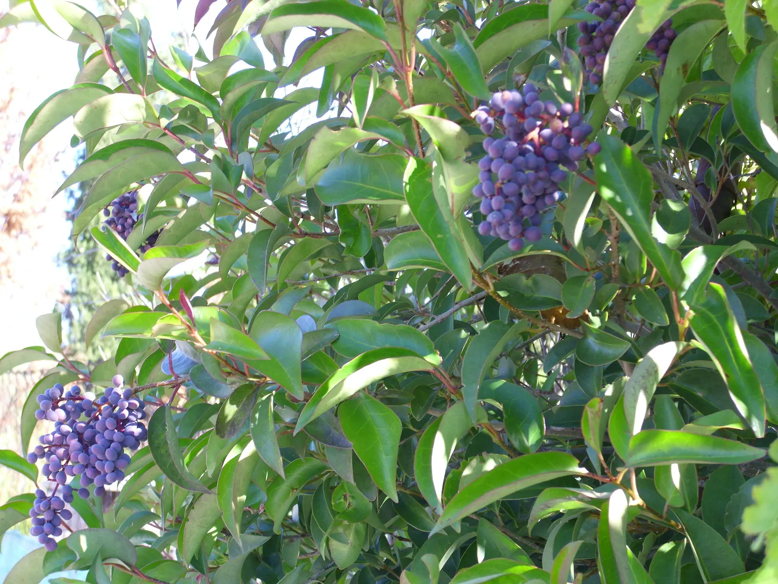 Glossy Privet (Ligustrum Lucidum) — is a robust evergreen tree revered for its versatile use in urban landscaping; leathery leaves and versatile growth