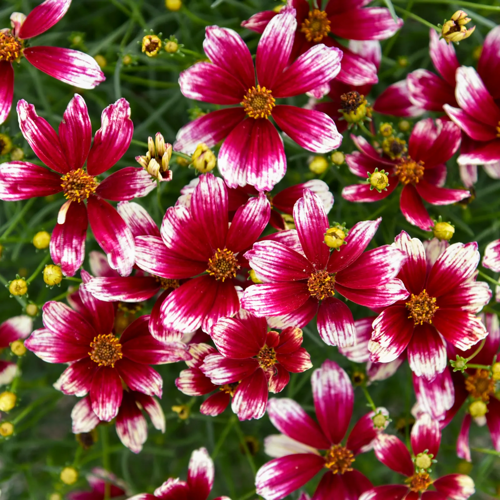 'Heartstrings' Threadleaf Coreopsis (Coreopsis verticillata) — It matures at 18-20 inches tall and 22-24 inches wide, attracting bees and butterflies
