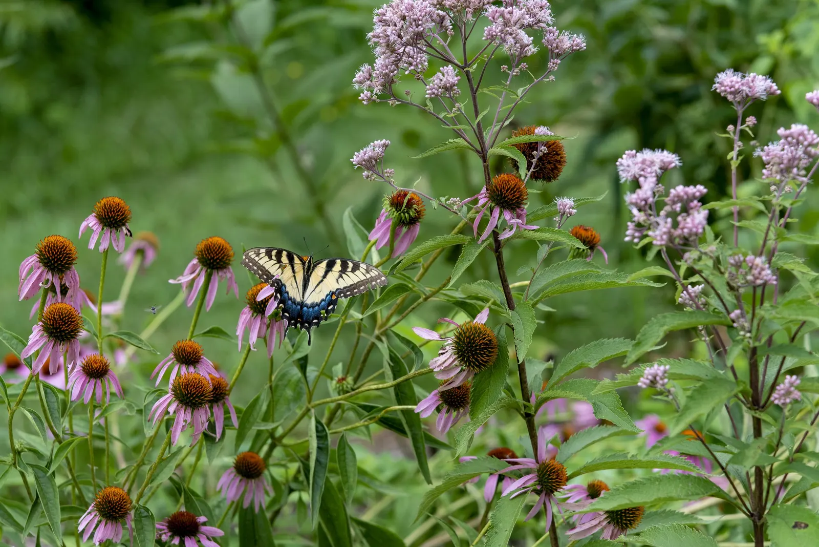 Purple Coneflower (Echinacea Purpurea) — When discussing with clients