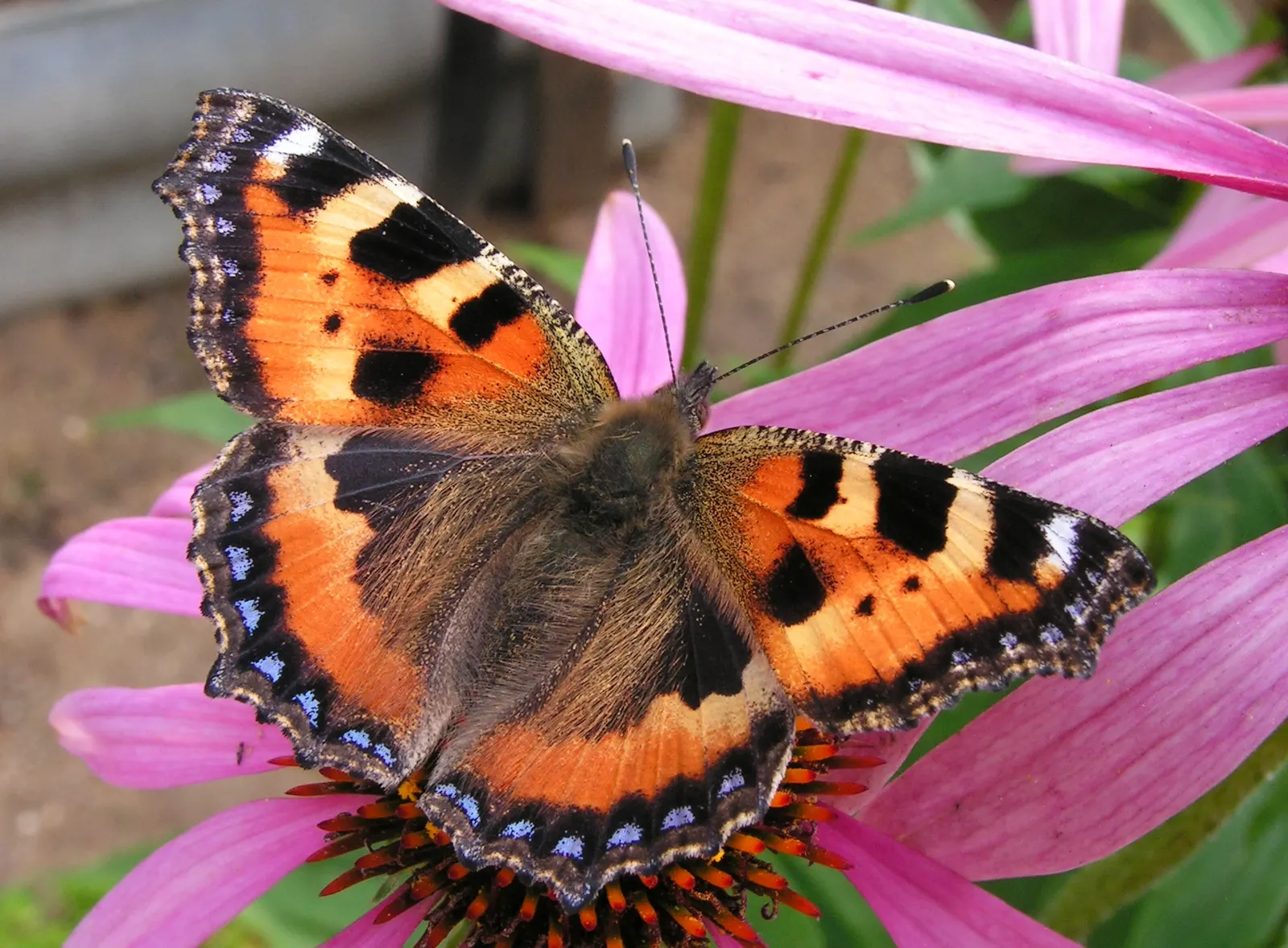 Purple Coneflower (Echinacea Purpurea) — cone-shaped center of rich