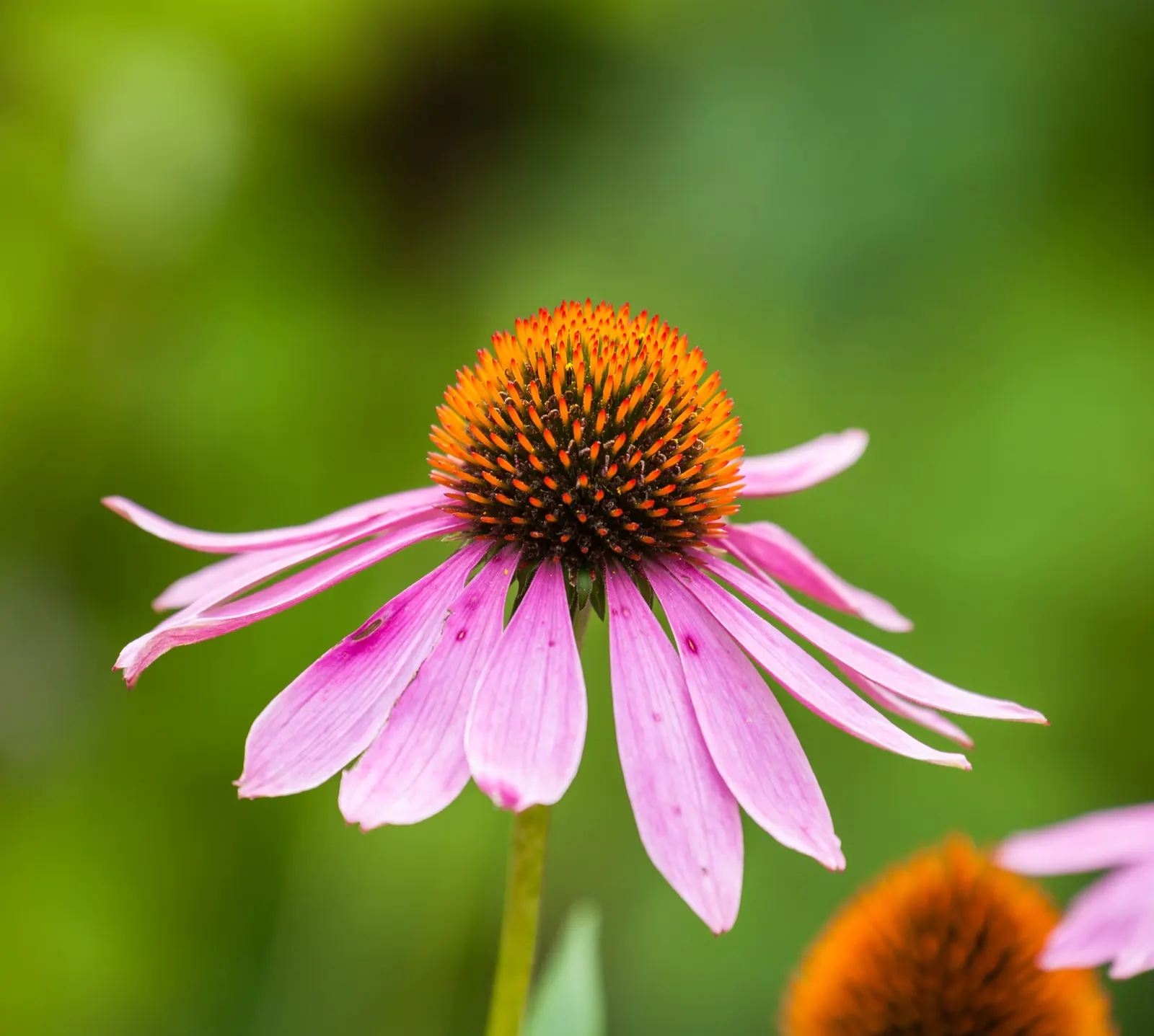 Purple Coneflower (Echinacea Purpurea) — Renowned for its medicinal properties and beloved by pollinators; appearing from early summer through fall