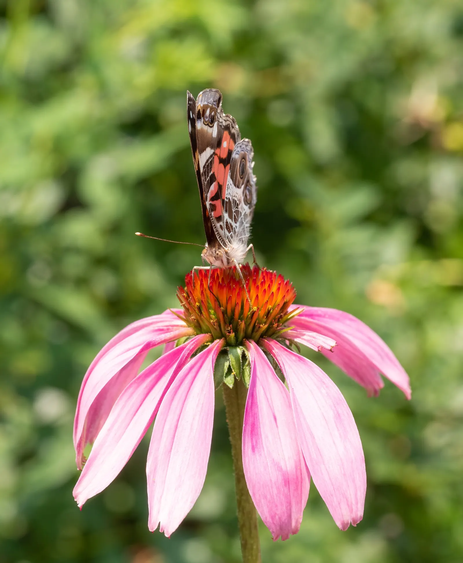 Purple Coneflower (Echinacea Purpurea) — Renowned for its medicinal properties and beloved by pollinators