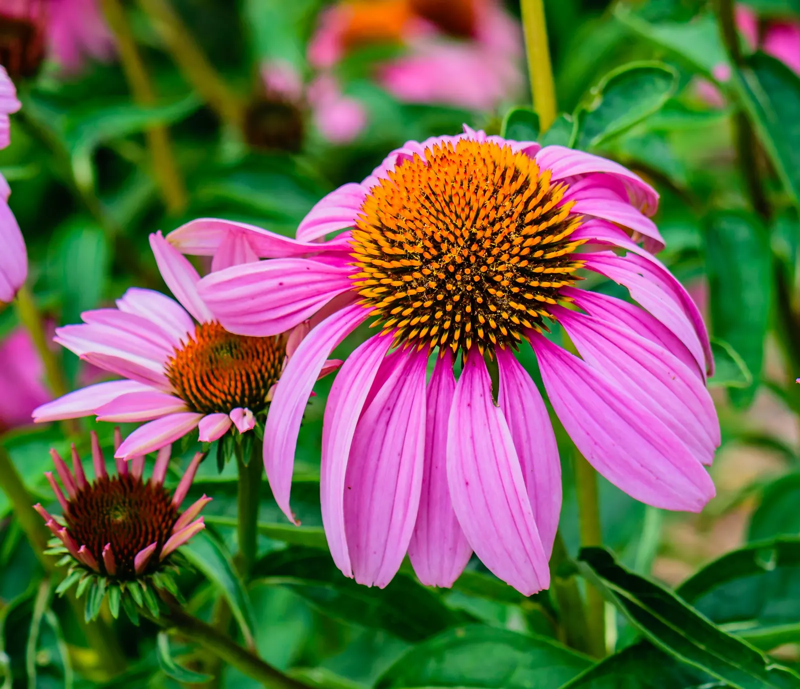 Purple Coneflower (Echinacea Purpurea) — The Purple Coneflower, Echinacea purpurea, is a hardy perennial that thrives in zones 3-9