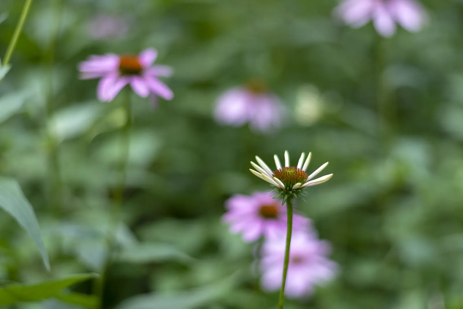 Purple Coneflower (Echinacea Purpurea) — scientifically known as Echinacea purpurea