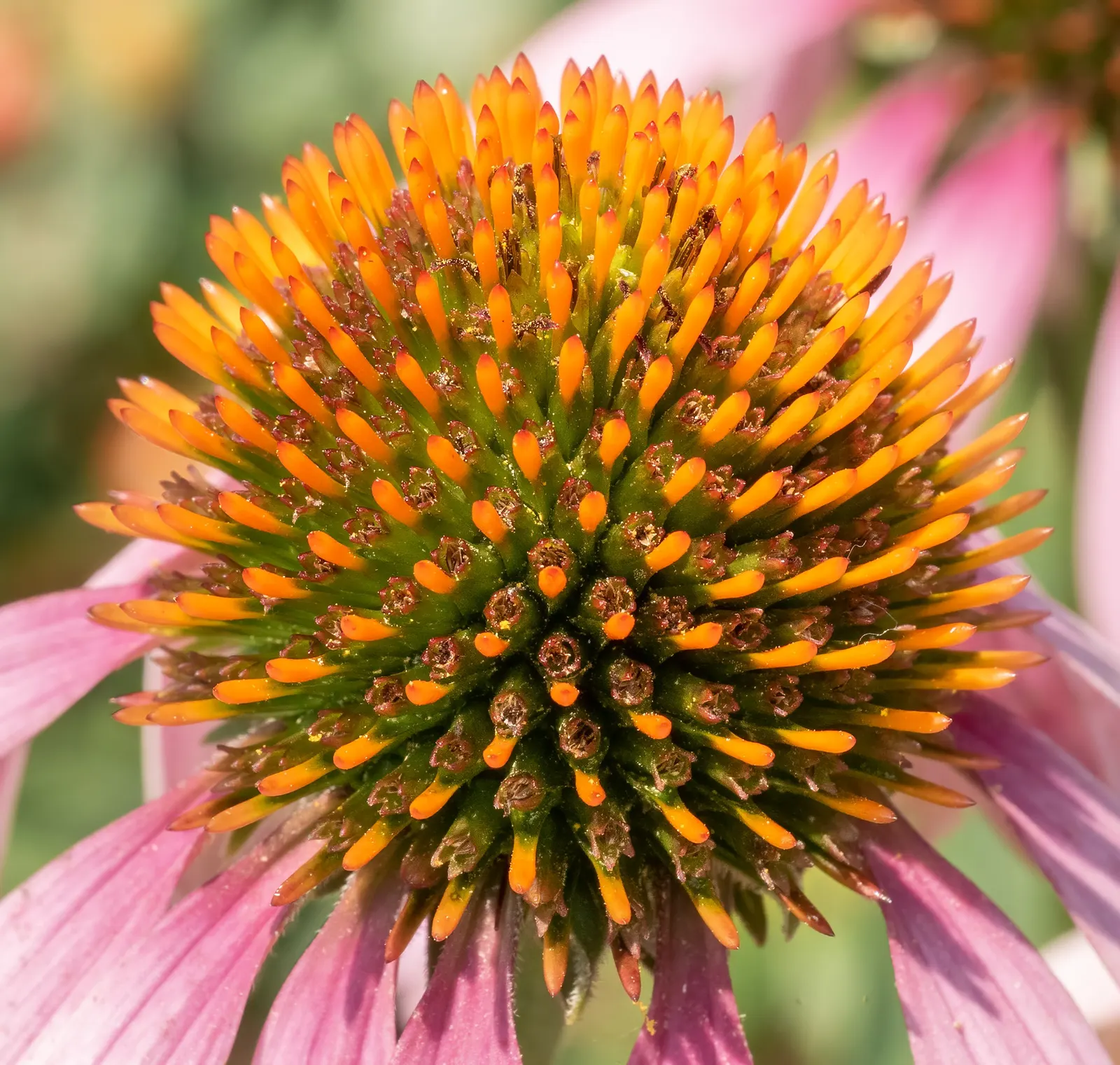 Purple Coneflower (Echinacea Purpurea) — scientifically known as Echinacea purpurea; full sun to partial shade and well-drained soils are ideal