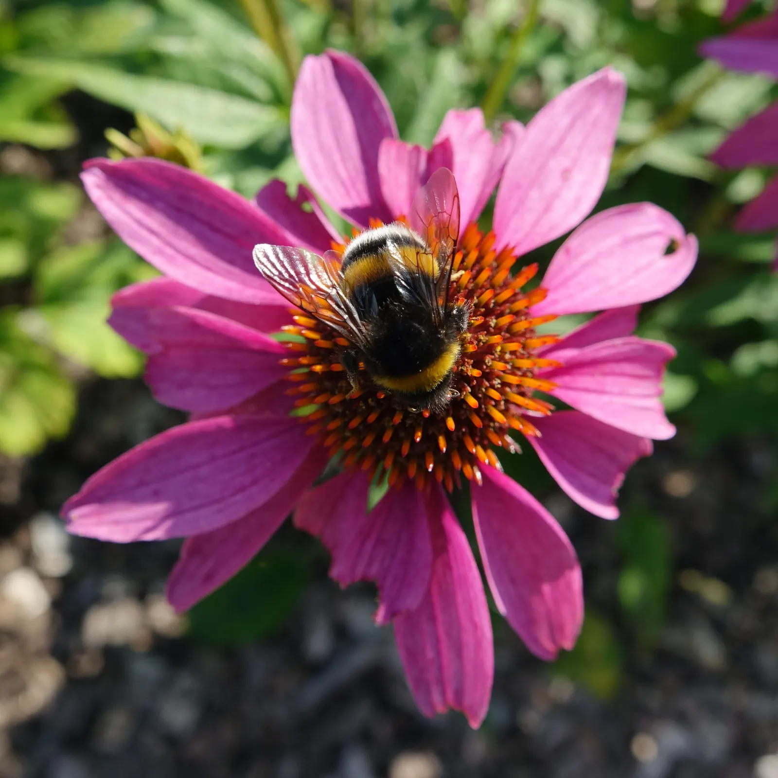 Purple Coneflower (Echinacea Purpurea) — cone-shaped center of rich; full sun to partial shade and well-drained soils are ideal