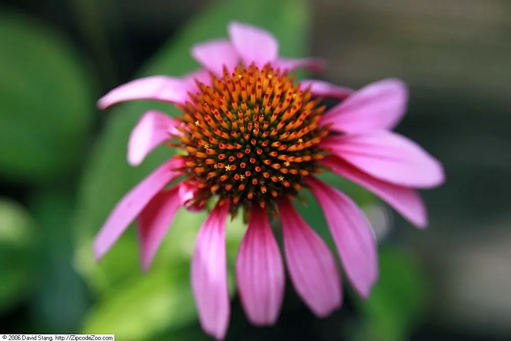 Purple Coneflower (Echinacea Purpurea) — By incorporating Echinacea purpurea into a landscape