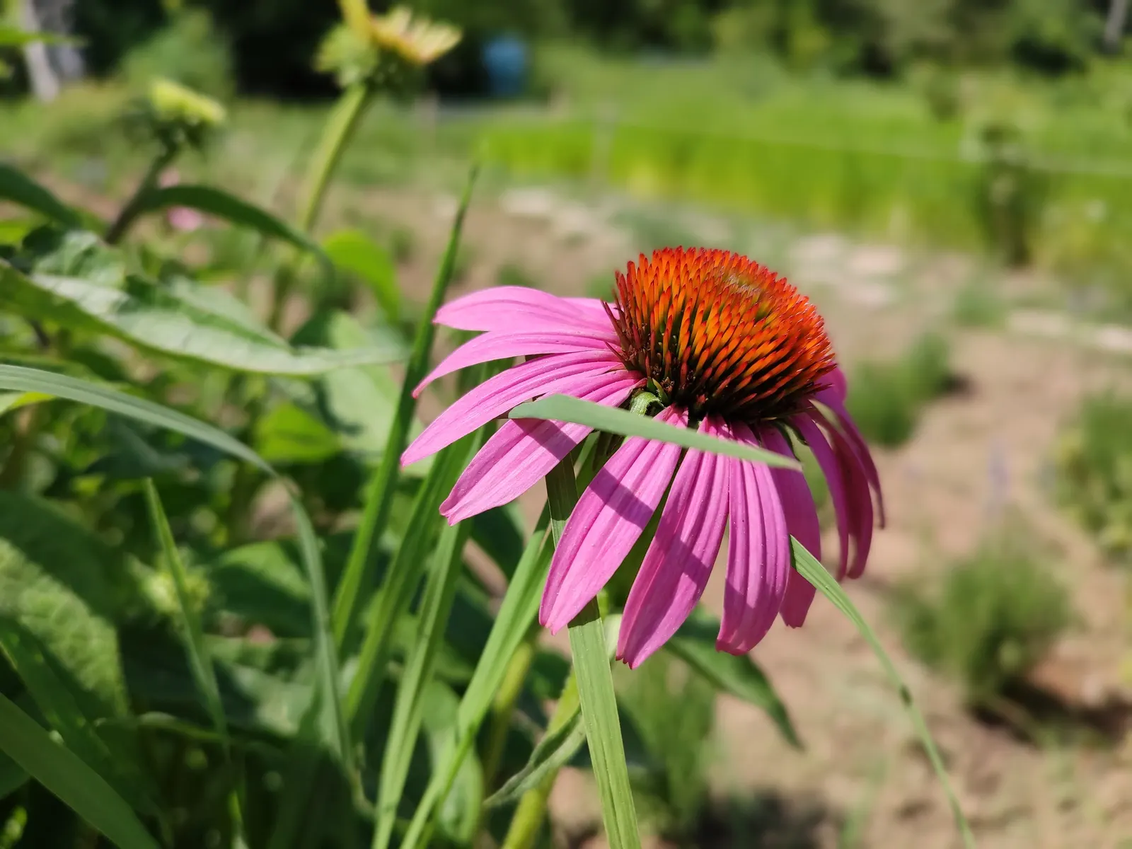Purple Coneflower (Echinacea Purpurea) — perennial for full or half
