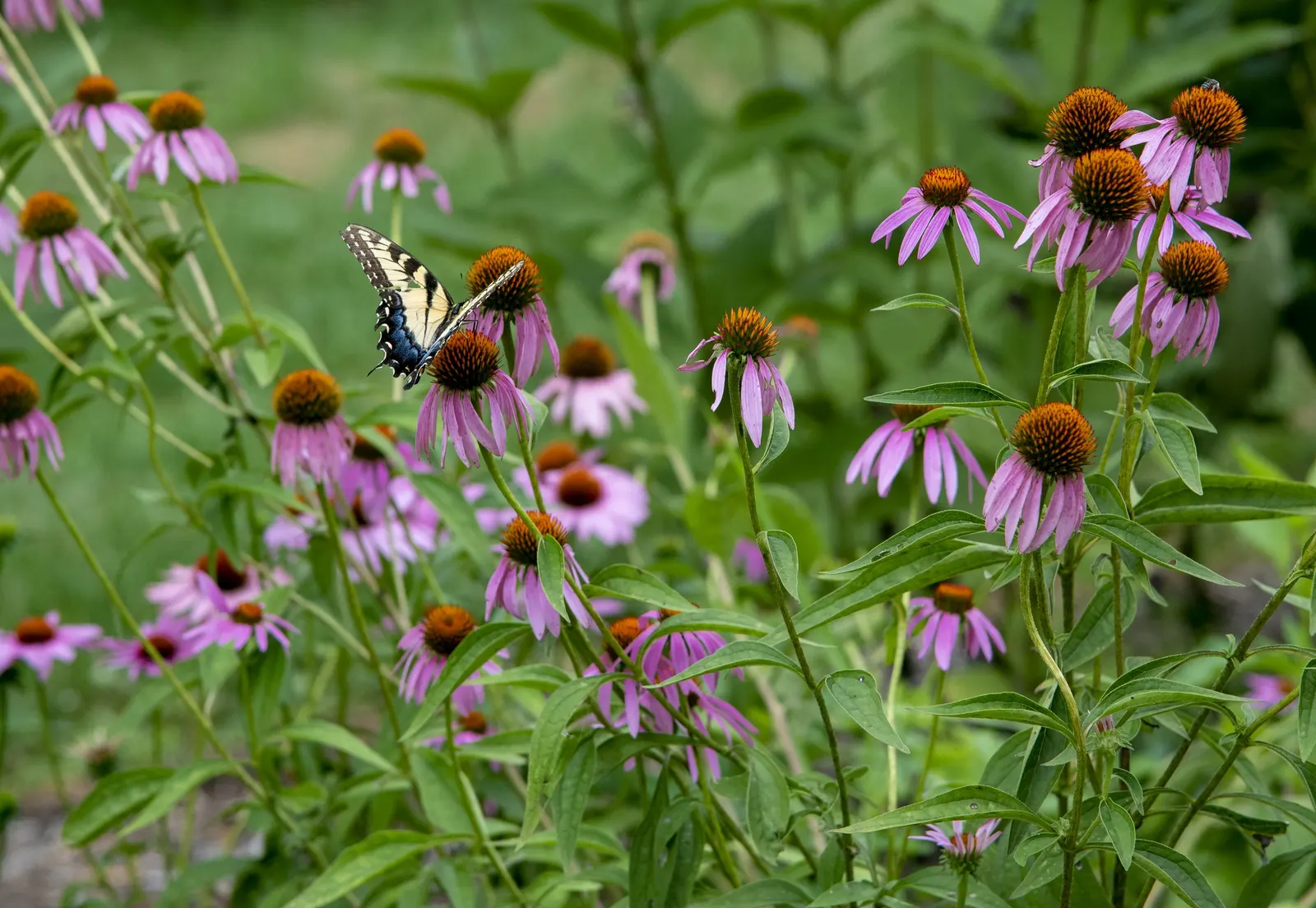 Purple Coneflower (Echinacea Purpurea) — The Purple Coneflower, Echinacea purpurea, is a hardy perennial that thrives in zones 3-9; full sun to partial shade