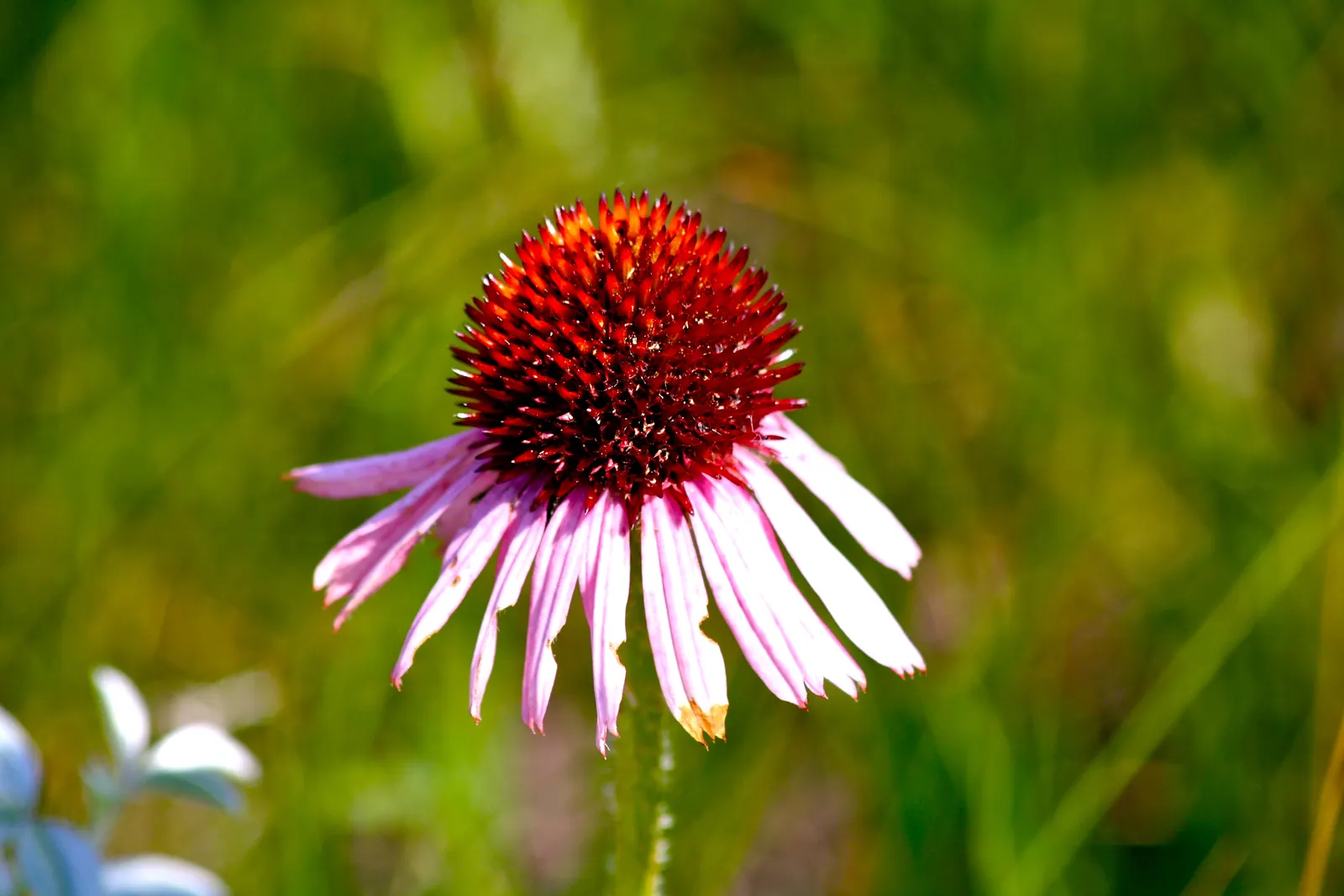 Purple Coneflower (Echinacea Purpurea) — is a hardy perennial that embodies both beauty and resilience; appearing from early summer through fall
