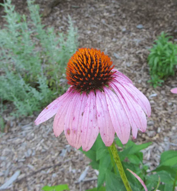 Purple Coneflower (Echinacea Purpurea) — it features distinctive purple-pink petals surrounding a conical seed head; by incorporating Echinacea purpurea into a