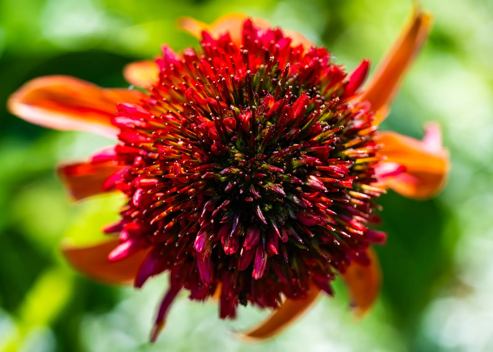 Purple Coneflower (Echinacea Purpurea) — When discussing with clients; by incorporating Echinacea purpurea into a landscape