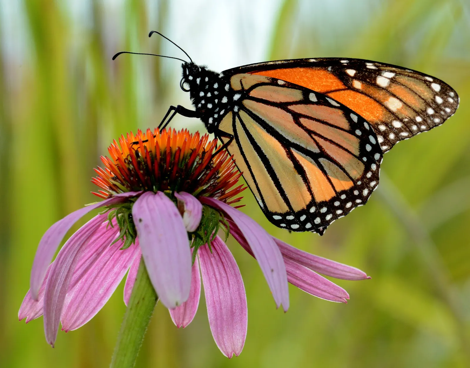 Purple Coneflower (Echinacea Purpurea) — appearing from early summer through fall, image 32