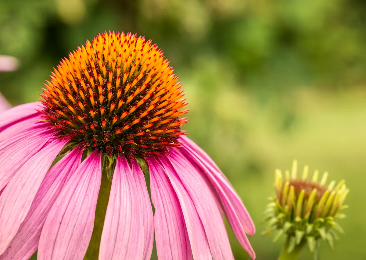 Purple Coneflower (Echinacea Purpurea) — be sure to mention the dual-purpose nature of this plant