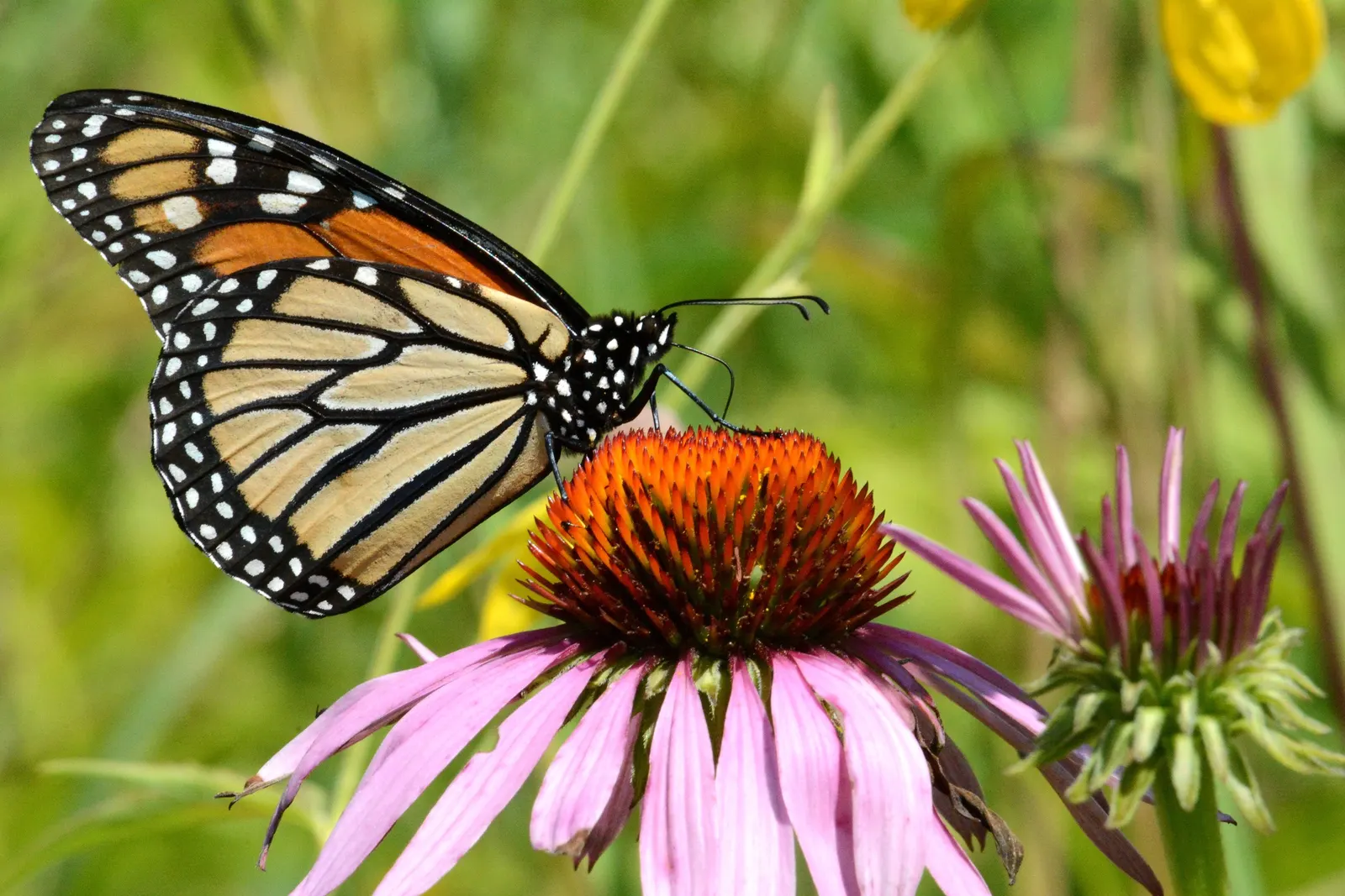 Purple Coneflower (Echinacea Purpurea) — Purple Coneflower is drought-tolerant; appearing from early summer through fall