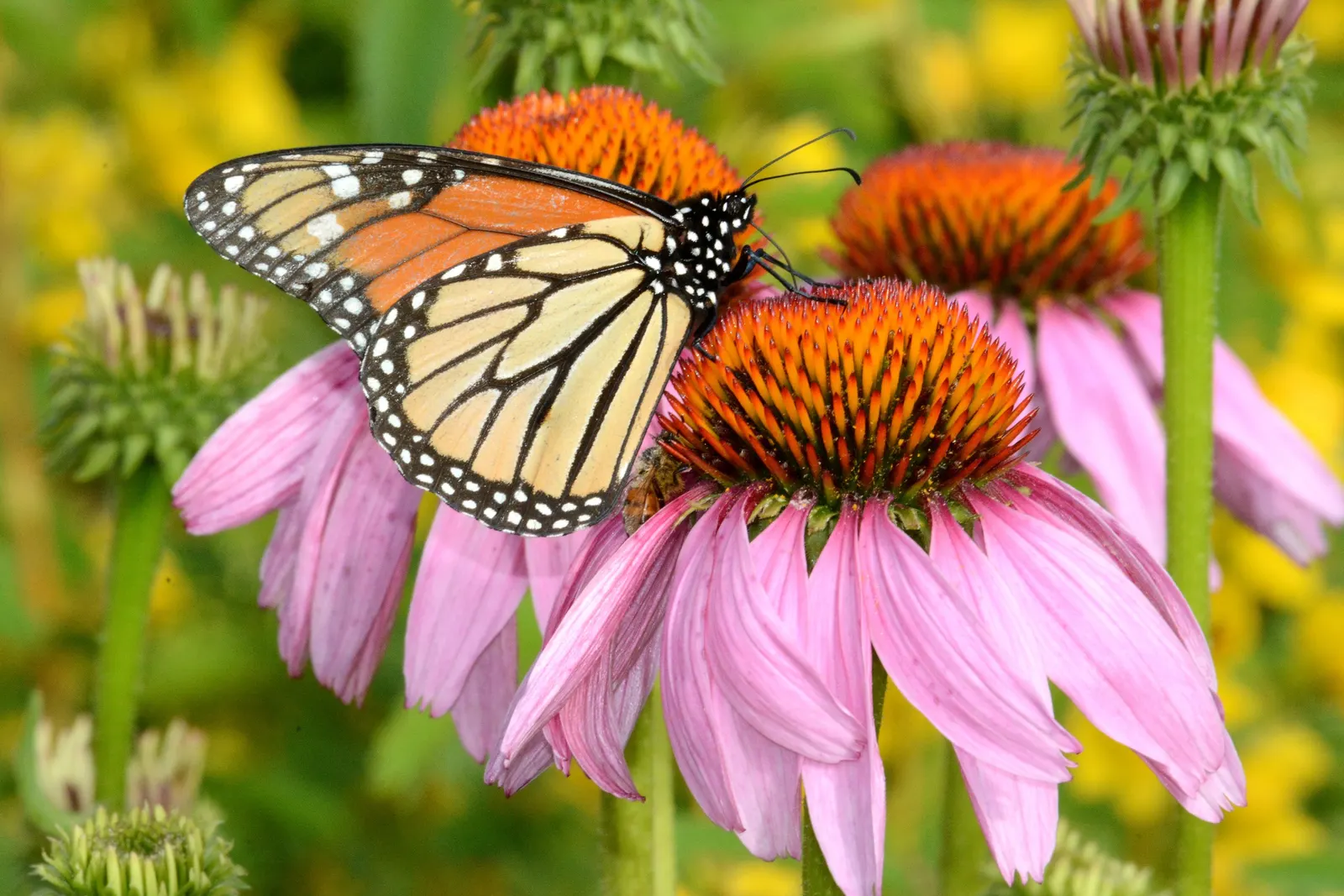 Purple Coneflower (Echinacea Purpurea) — it features distinctive purple-pink petals surrounding a conical seed head