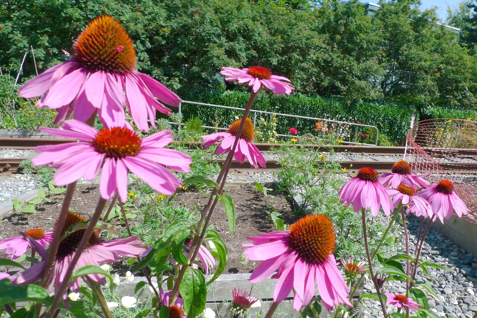 Purple Coneflower (Echinacea Purpurea) — perennial with multi-colored and purple and red blooms