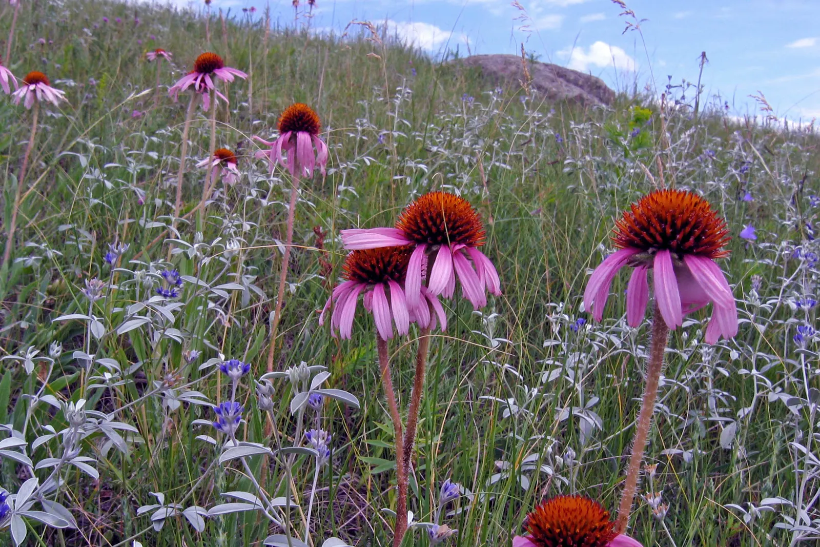 Purple Coneflower (Echinacea Purpurea) — With a height of 2-5 ft and a spread of 1.5-2 ft; appearing from early summer through fall