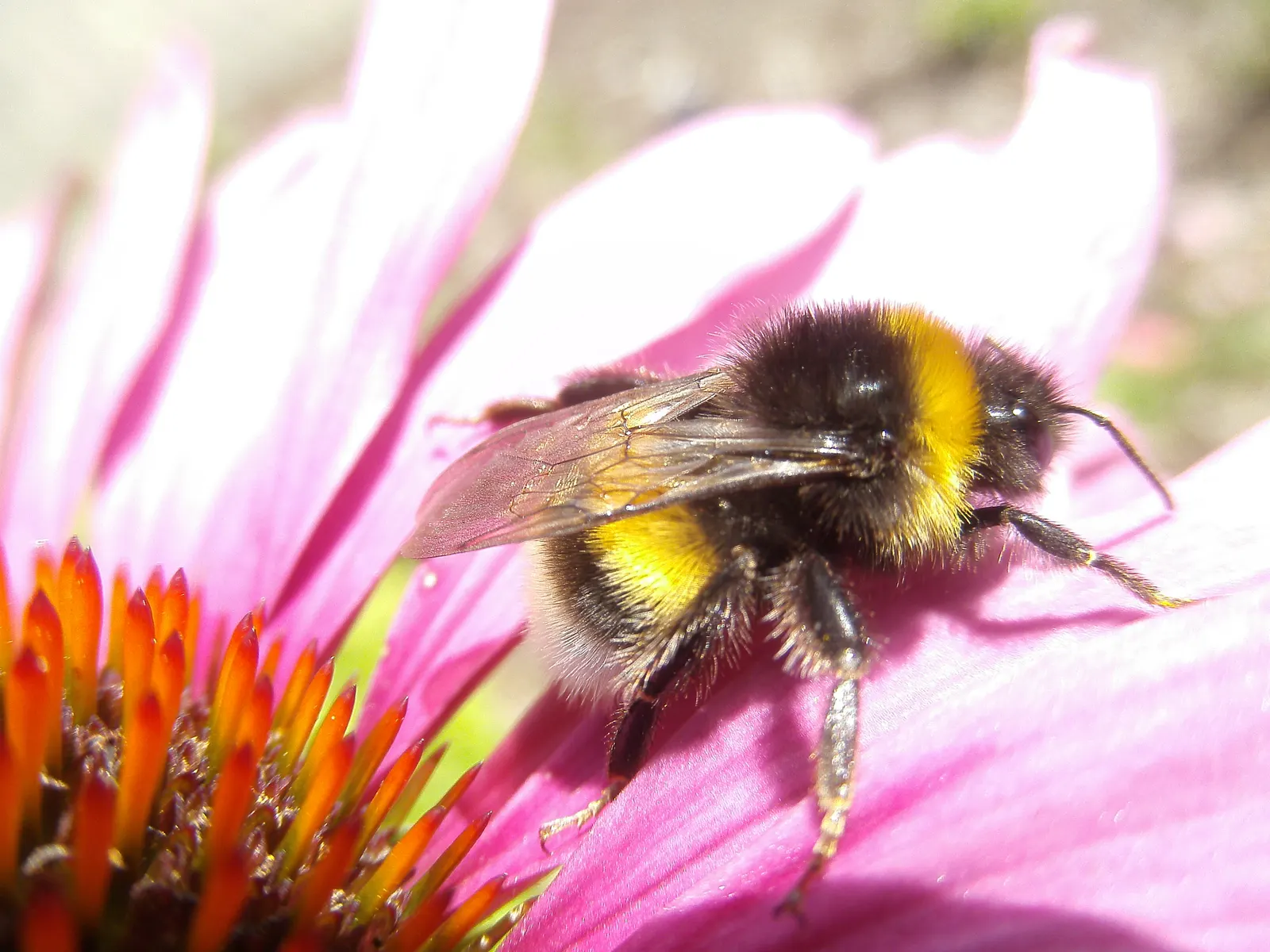 Purple Coneflower (Echinacea Purpurea) — With an average height ranging from 2 to 5 feet and a spread of 1.5 to 2 feet; by incorporating Echinacea purpurea