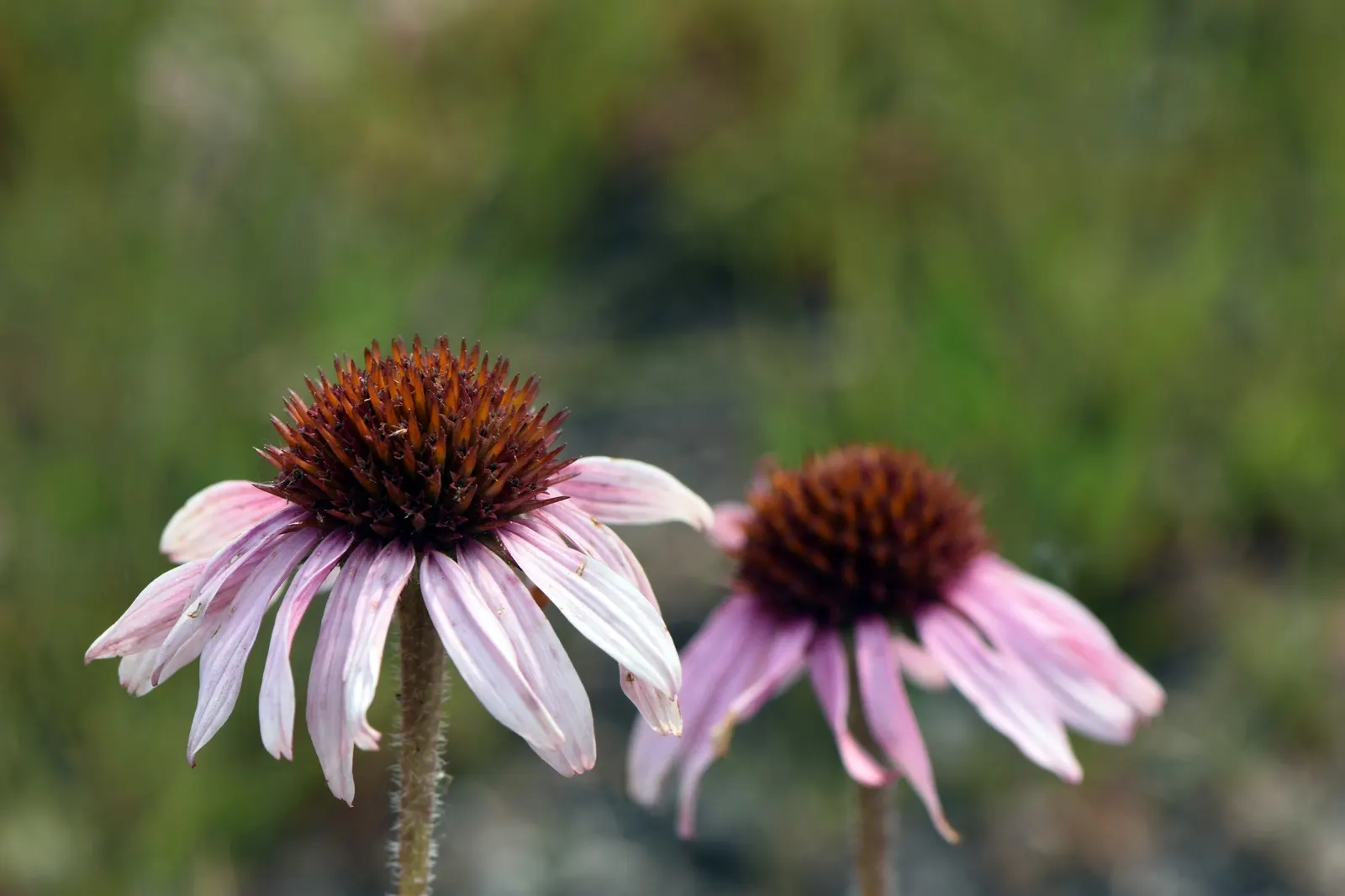 Purple Coneflower (Echinacea Purpurea) — which combines aesthetic appeal with wellness benefits