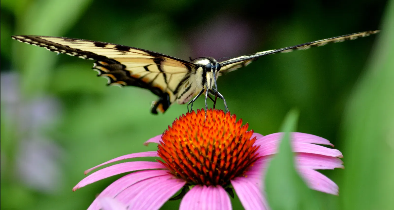 Purple Coneflower (Echinacea Purpurea) — multi-colored and purple and red flowers in the garden