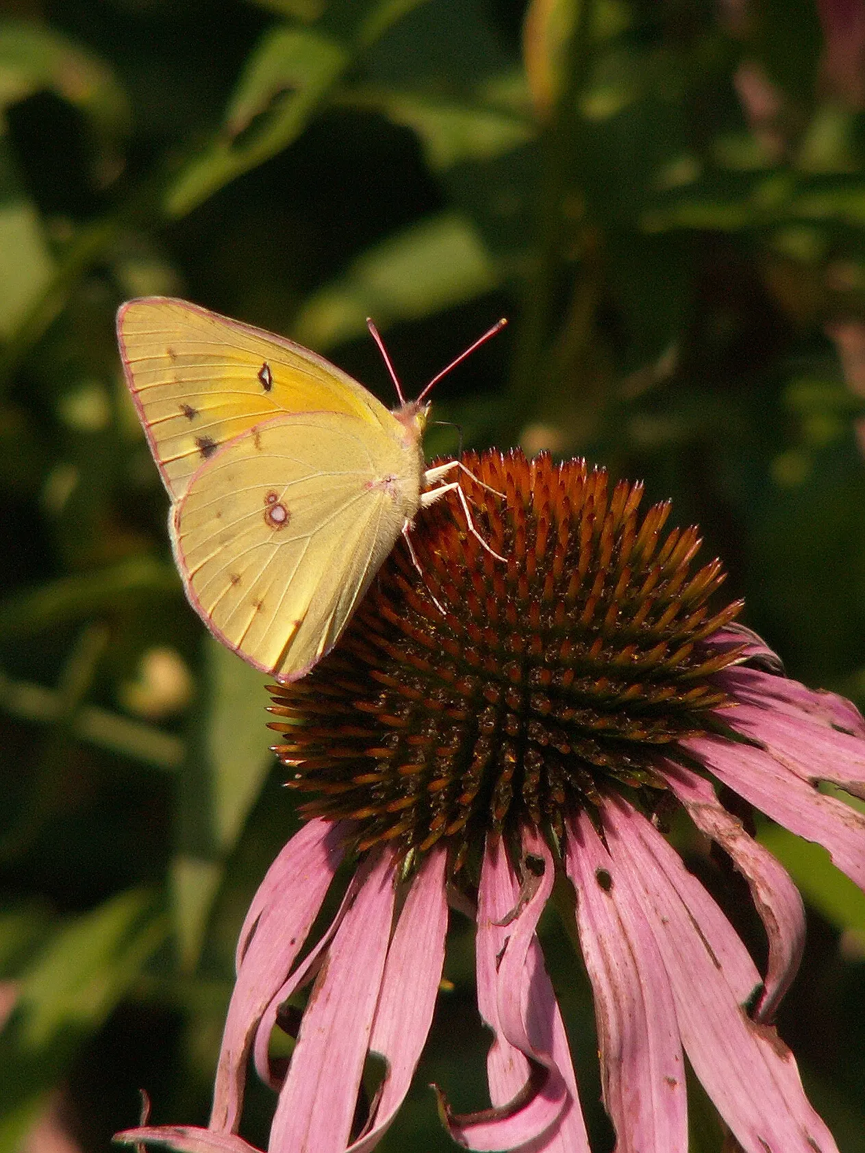 Purple Coneflower (Echinacea Purpurea) — It is adaptable to a range of soil types, although well-draining soil is optimal for its growth; full sun to partial