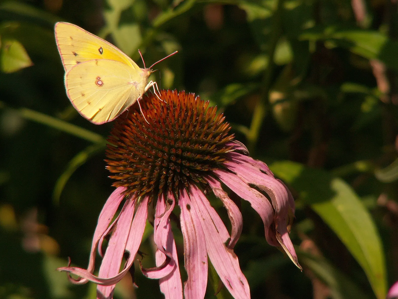 Purple Coneflower (Echinacea Purpurea) — Purple Coneflower is drought-tolerant