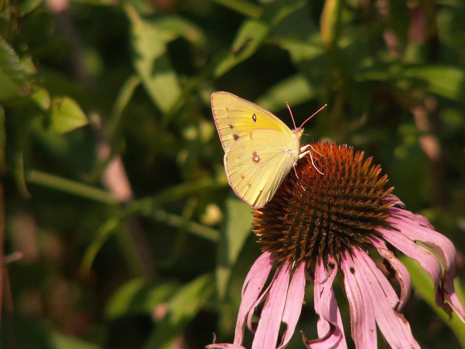 Purple Coneflower (Echinacea Purpurea) — appearing from early summer through fall