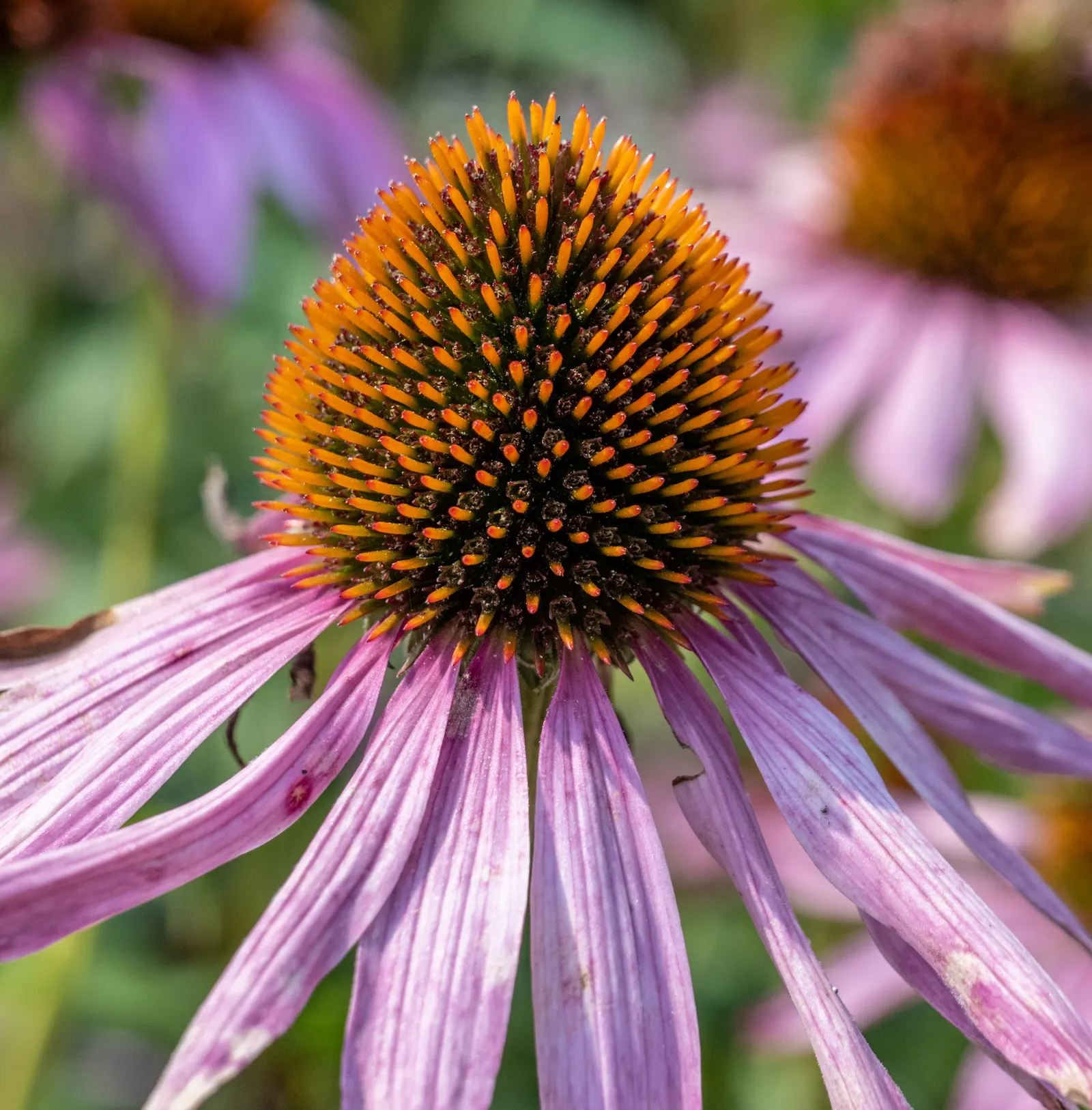 Purple Coneflower (Echinacea Purpurea) — it adds vibrant color and height to borders and wildflower gardens