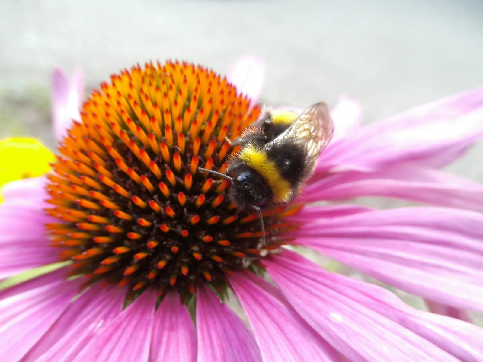 Purple Coneflower (Echinacea Purpurea) — it adds vibrant color and height to borders and wildflower gardens; by incorporating Echinacea purpurea into a