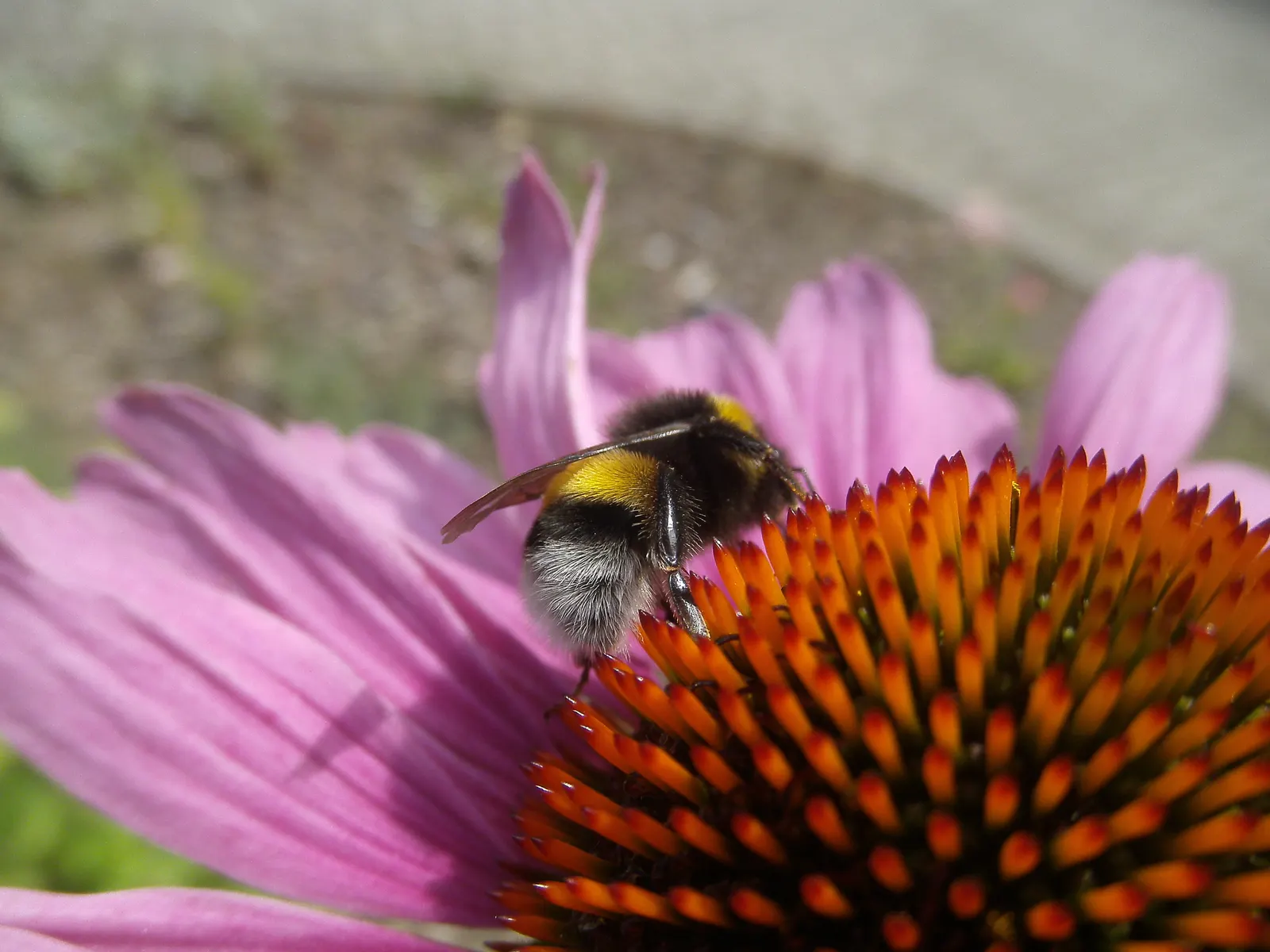 Purple Coneflower (Echinacea Purpurea) — Full sun to partial shade and well-drained soils are ideal, image 25